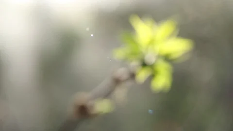 Small green leaves on brown branches near window close Stock Footage 129946435