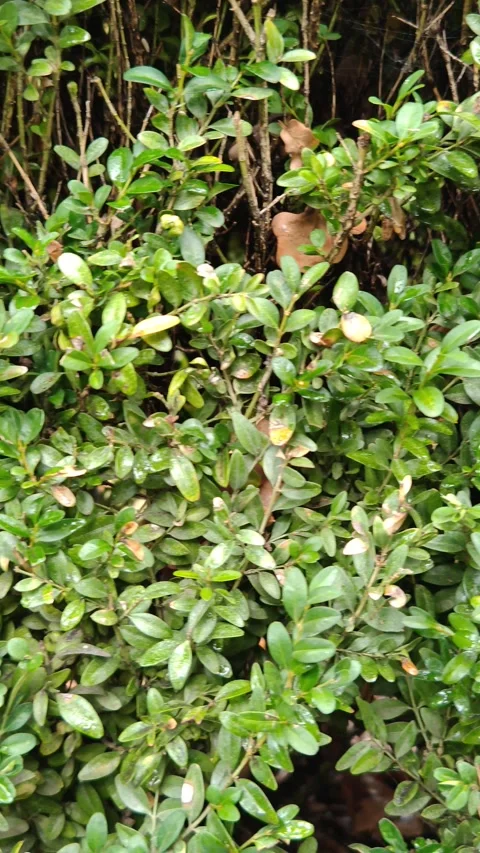 Small green leaves on a bush Stock Footage 318480895