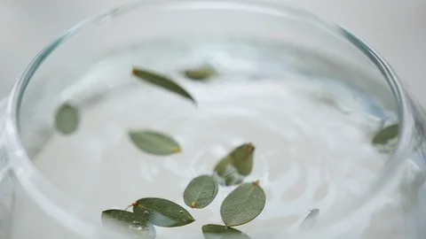 Small Green Leaves of a Decorative Eucalyptus Plant Fall Into the Water Stock Footage 128338923