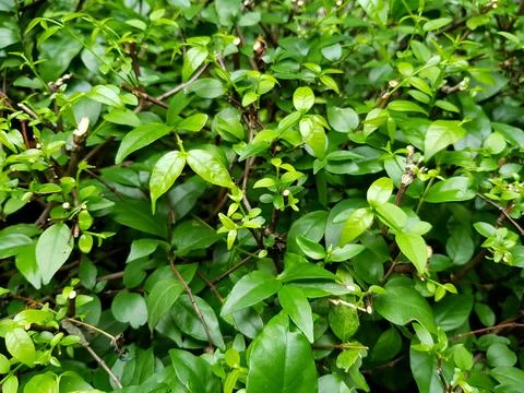 Small green leaves pattern and Pruning branch of mok in garden park. Stock Photos