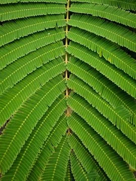 Small green leaves pattern for background 스톡 사진