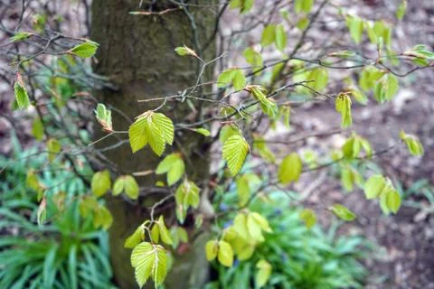 Small green leaves in the spring Stock Photos