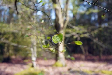 Small green leaves in the spring Stock Photos