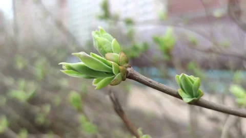Small green leaves on tree Stock Footage 281512113