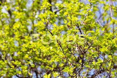 Small green leaves on a tree in spring Stock Photos