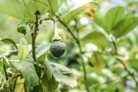 Small green lemon Stock Photos