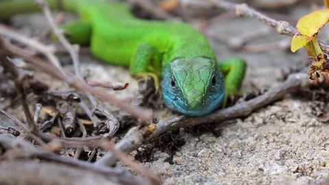 Small Green Lizard Blink With One Eye To The Camera, Funny Lizard Stock Footage 108311319