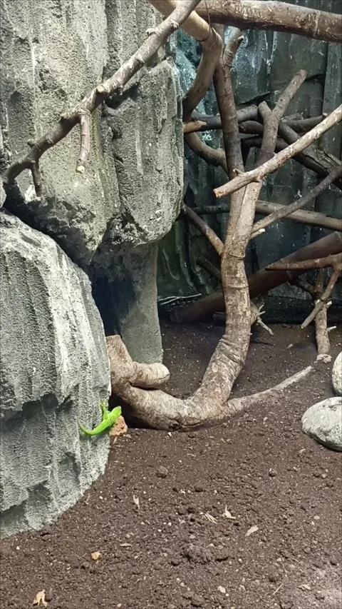 Small Green Lizard Climbing on Rocks at Rabat Zoo, Morocco Stock Footage 343959587