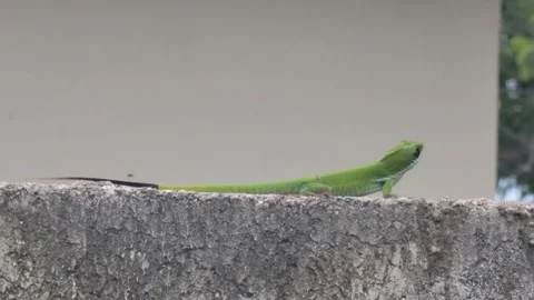 Small Green Lizard on Concrete Block - Medium Shot. Видео 333332970