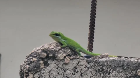 Small Green Lizard on Concrete Block - Medium Shot. Video stock 333332993
