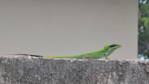 Small Green Lizard on Concrete Block - Medium Shot. Video stock 333333180