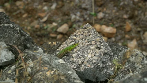 A small, green lizard escapes from the sunlit stone. Vídeos de archivo 106575166