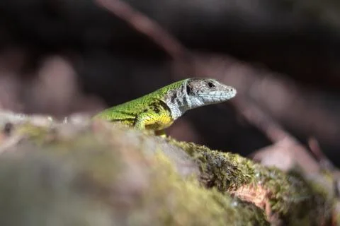 Small green lizard in grass on moss, sunlight Stock Photos