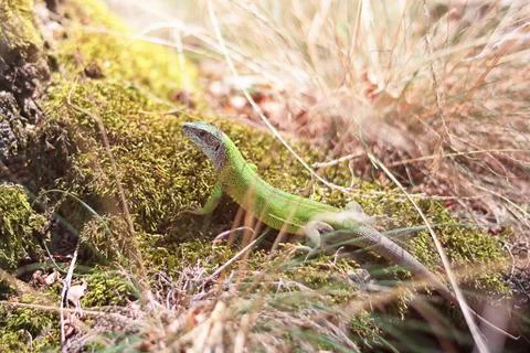 Small green lizard in grass on moss, sunlight Stock Photos