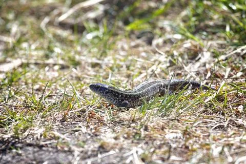 Small green lizard in the grass Photos