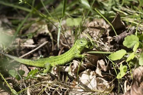 Small green lizard in the grass Stock-Fotos