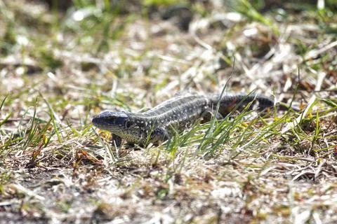 Small green lizard in the grass Photos