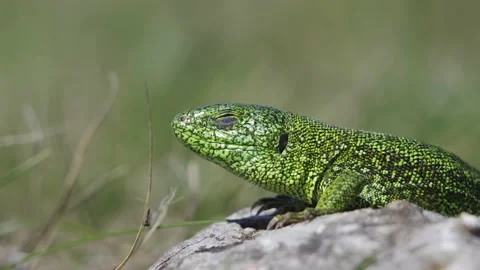 A small green lizard on green bushes. lizards catch beetles, butterflies and Stock Footage 219716775