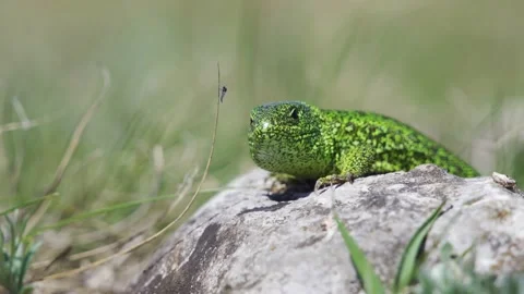 A small green lizard on green bushes. Stock Footage 220648847