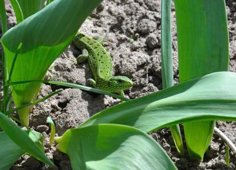 Small green lizard on the ground between plants Photos