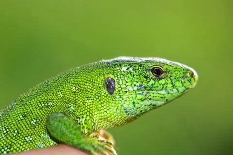 Small green lizard in a hand. Stock Photos