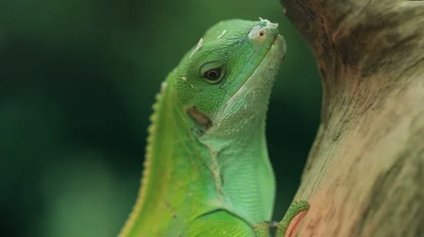 A small green lizard. Iguana closeup. Stock-Footage 60746871