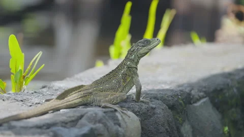 A small green lizard perches on a rock surrounded by green plants outdoors. Video stock 328027861