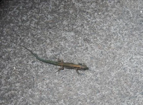 Small green lizard Stock Photos