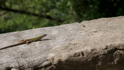A small green lizard runs along a stone fence. Stock Footage 169499603