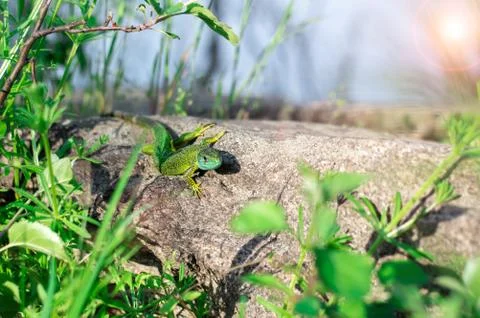 Small green lizard on a stone in the grass. Stock Photos