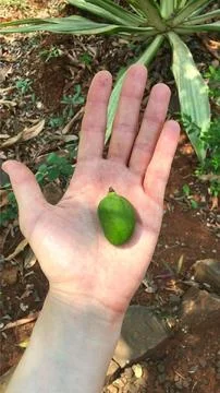 Small green mango on a human palm. Little mango in  hand. Stock Photos