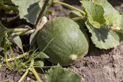 A small green melon fruit grown in a cold climate in the open ground without  Stock Photos