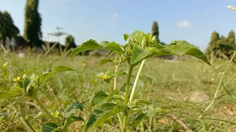 A small green in the midst of the vastness of nature. Vidéo 334098554