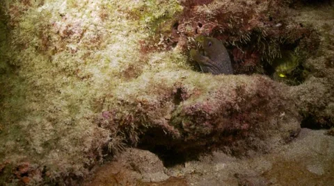 Small green moray eel in hole night Stock-Footage 57113554