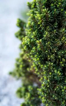 Small green needles growing on a tiny tree Foto stock