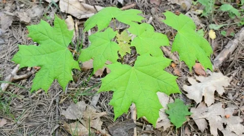 Small green Norway maple tree in spring in forest Stock Footage 50233745