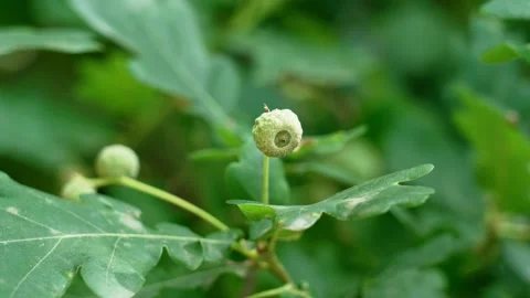 Small green oak acorn growing on an branch Stock Footage 337942804