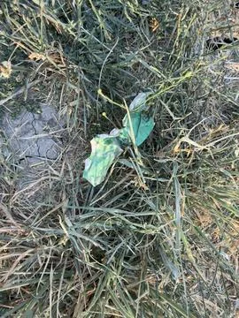 Small Green Packaging Scrap Caught in Grass Stock Photos