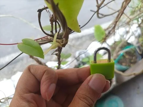 Small green padlock Stock Photos