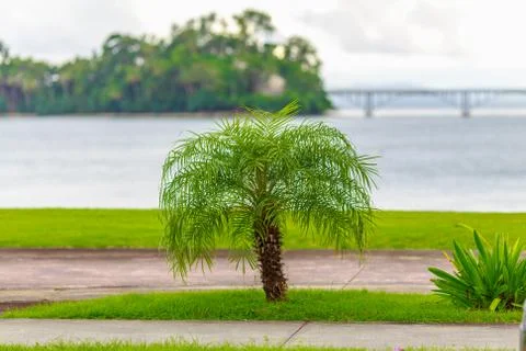 Small green palm tree Foto stock