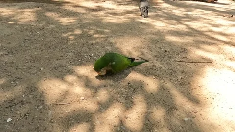 Small green parrot eating bread from ground in Malaga, Spain. The monk parakeet Video stock 220618525