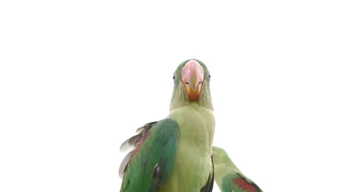 Small green parrots on white background, 스톡 동영상 109474235
