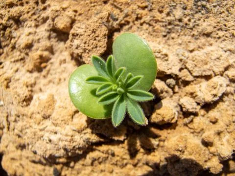 A small green pea in heart shape Stock Photos