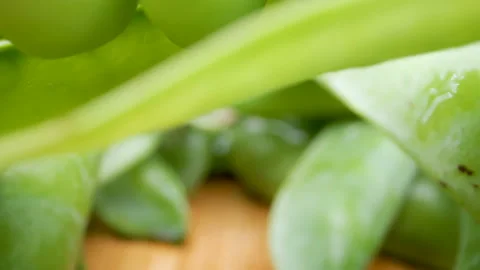 Small green peas inside the pea pod Stock Footage 138534997