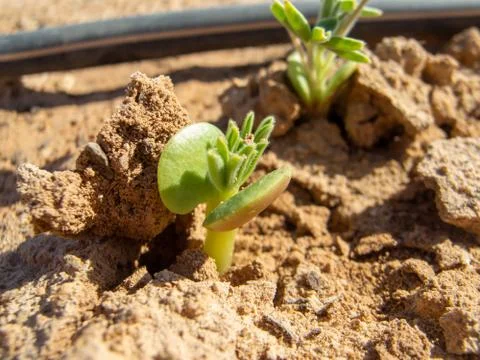 Small green peas sprouting Stock Photos