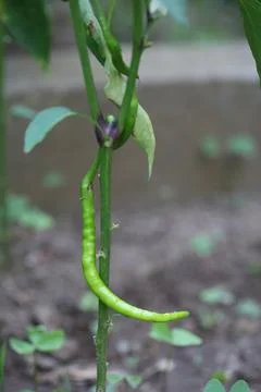 Small green pepper Stock Photos