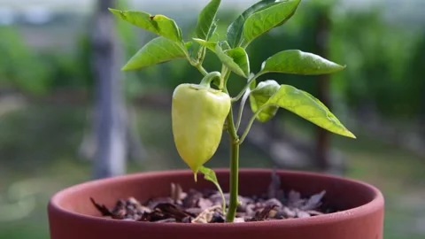 Small green pepper plant in ceramic pot Stock Footage 204737489