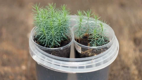 Small green pine seedlings Stock Footage 167475213
