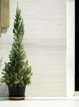 The small green pine tree in black plastic plant pot on white floor decoratio Stock Photos