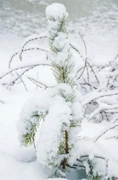 Small green pine tree covered with snow and ice among snowdrifts at a frozen  Stock Photos